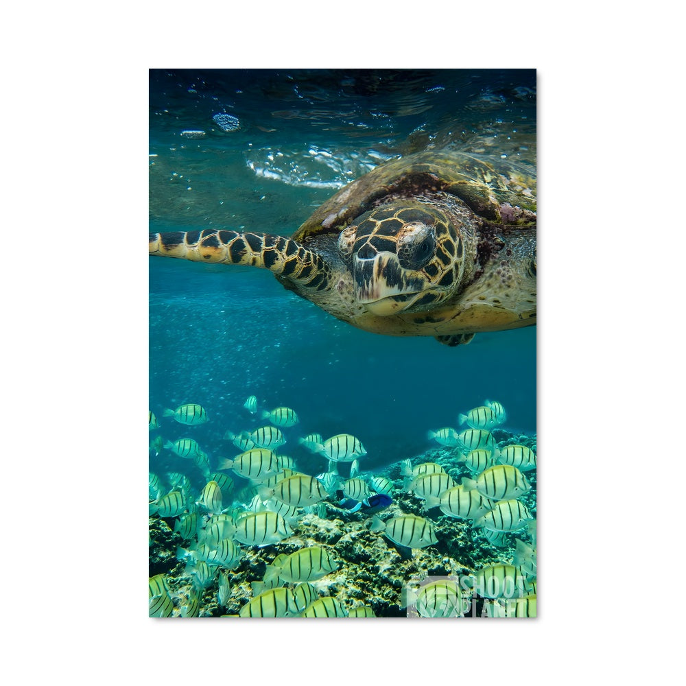 Poster La digue 87114