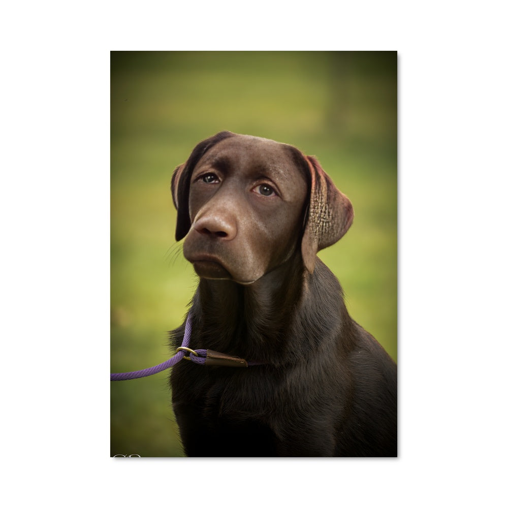 Labradorb Posters Lovable Labrador Poster – Aesthetic Posters