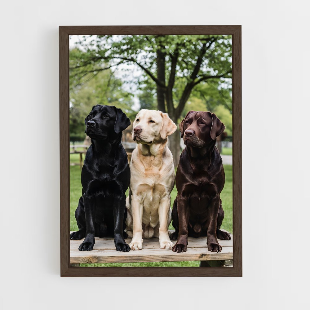 ap-labrador retriever-1 cadre Bois foncé