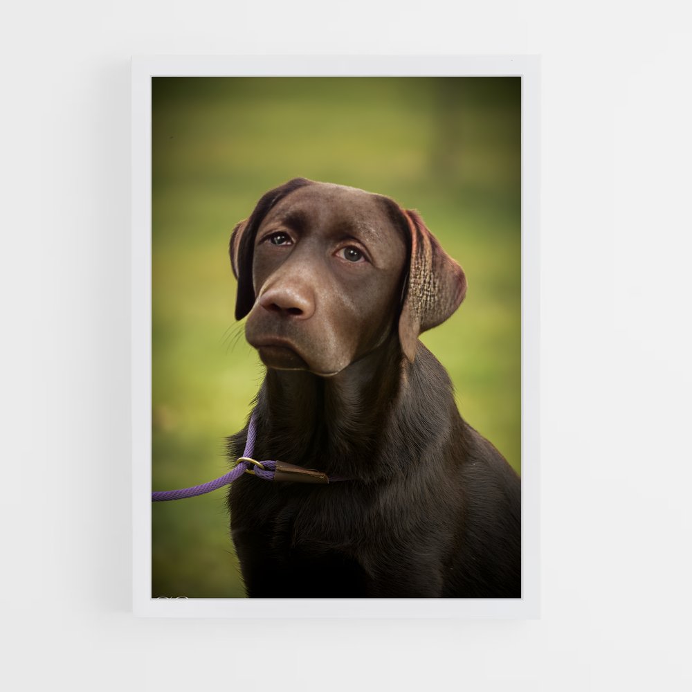 ap-labrador retriever-3 cadre Blanc