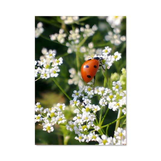 Poster Ladybug 83885