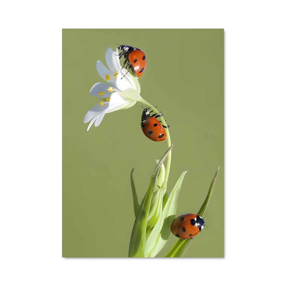Poster Coccinelle Enchantée