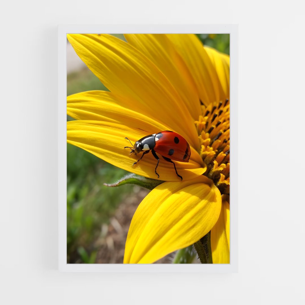 ap-ladybug-7 cadre Blanc