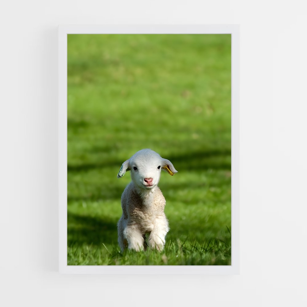ap-lamb-19 cadre Blanc