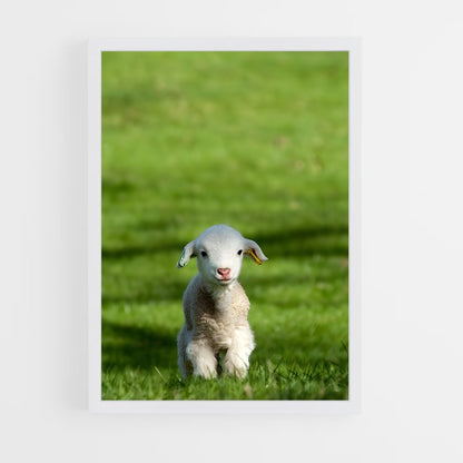 ap-lamb-19 cadre Blanc