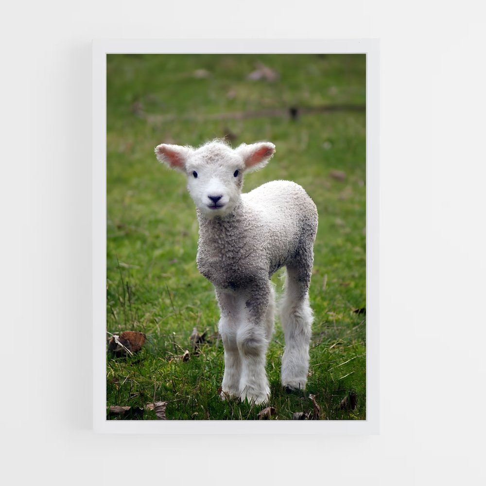 ap-lamb-20 cadre Blanc