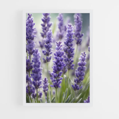 ap-lavender-1 cadre Blanc