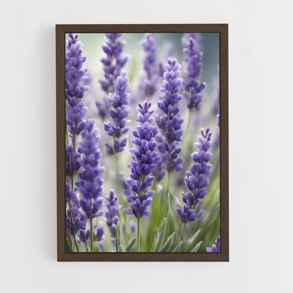 ap-lavender-1 cadre Bois foncé