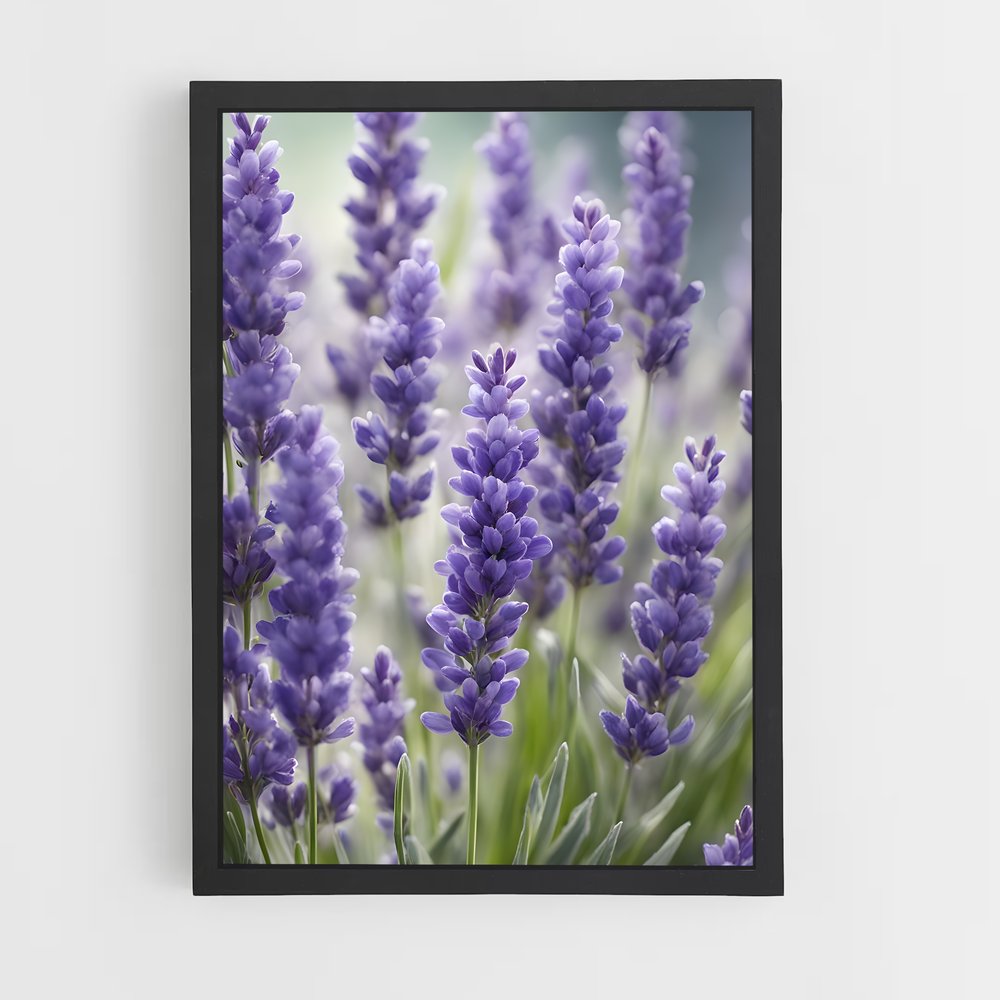 ap-lavender-1 cadre Noir