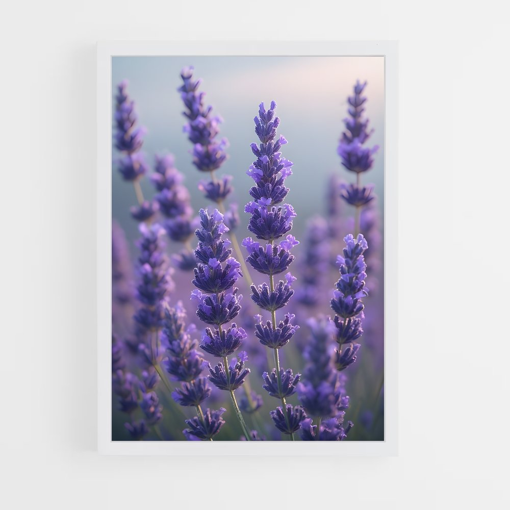 ap-lavender-10 cadre Blanc