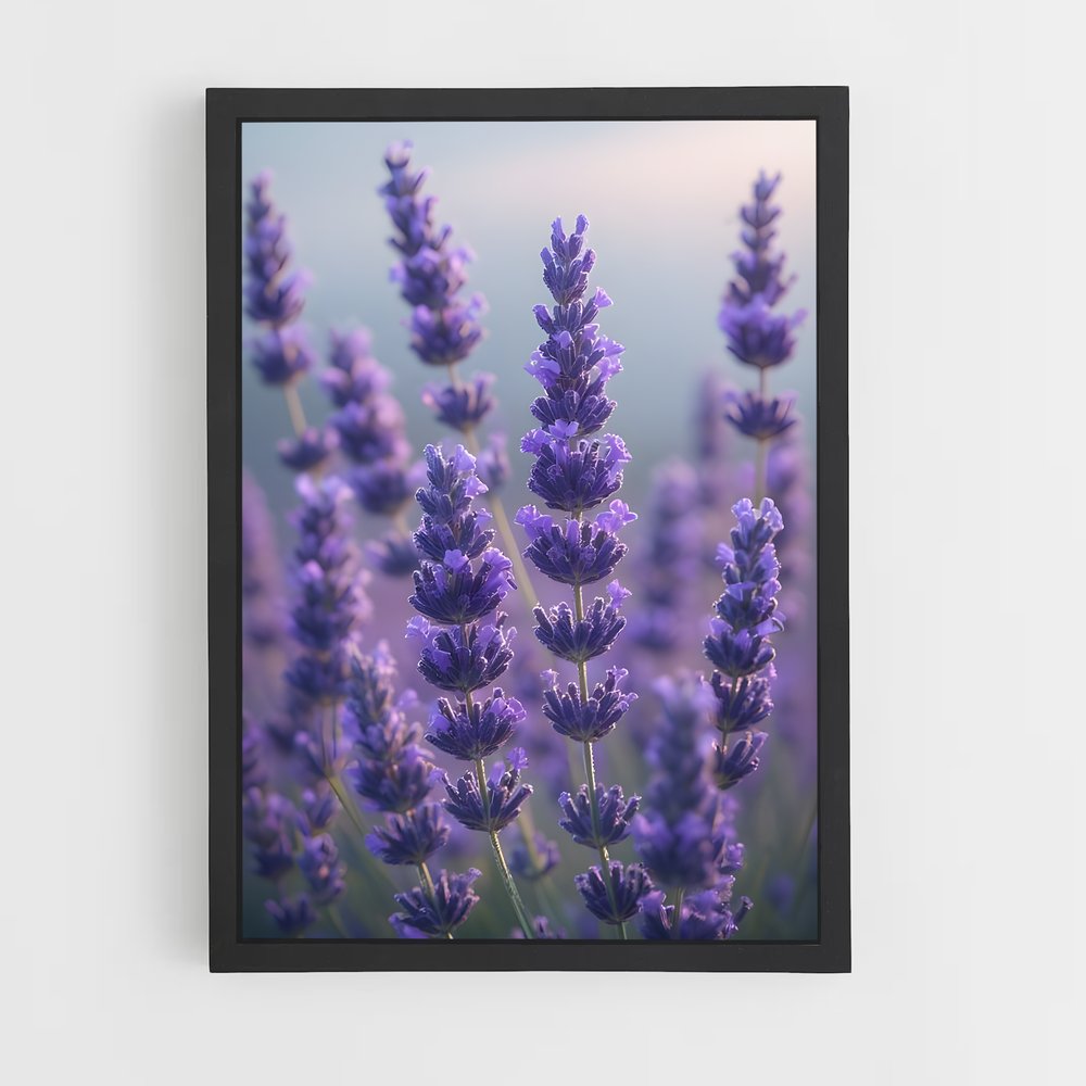ap-lavender-10 cadre Noir