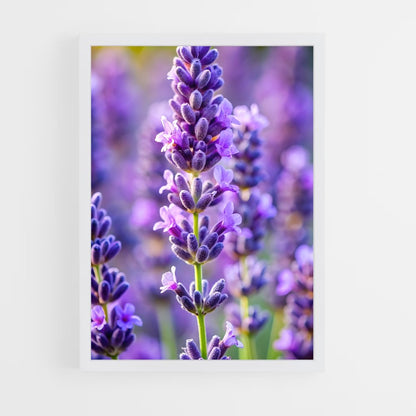 ap-lavender-12 cadre Blanc