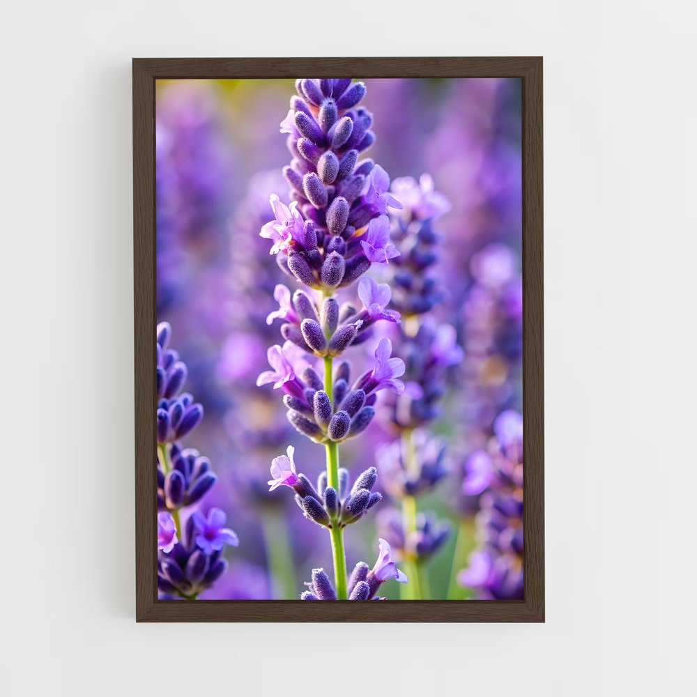 ap-lavender-12 cadre Bois foncé