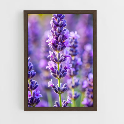 ap-lavender-12 cadre Bois foncé