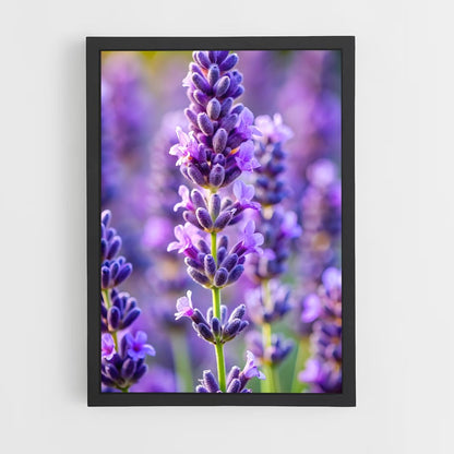 ap-lavender-12 cadre Noir