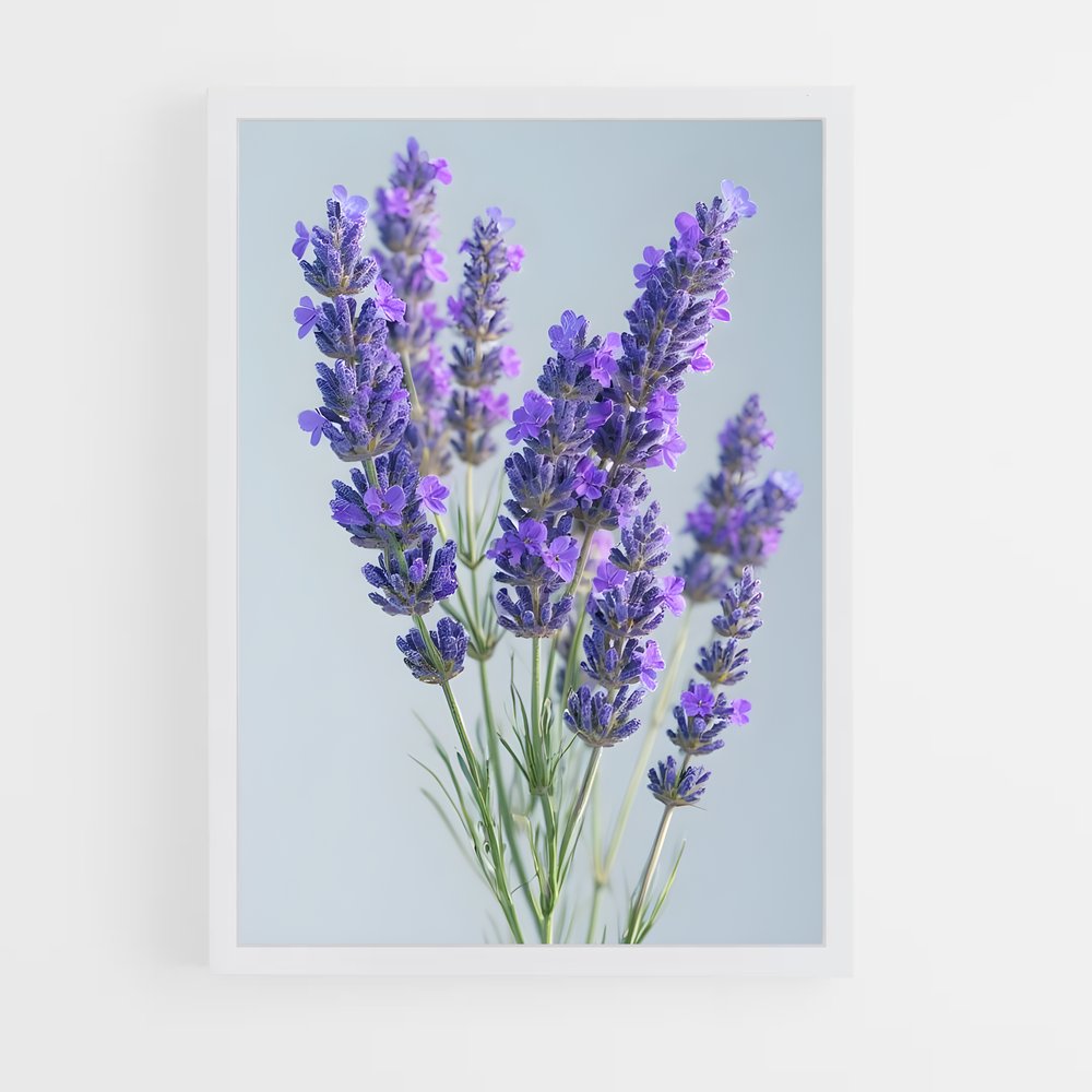 ap-lavender-15 cadre Blanc