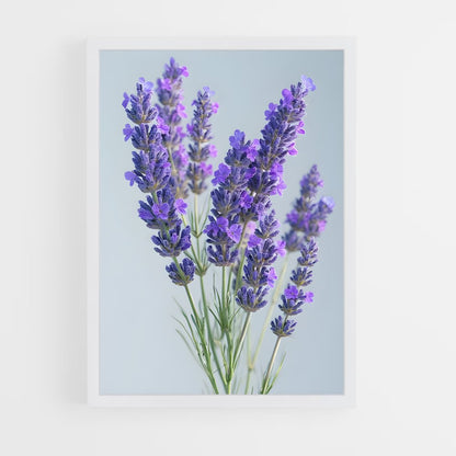 ap-lavender-15 cadre Blanc