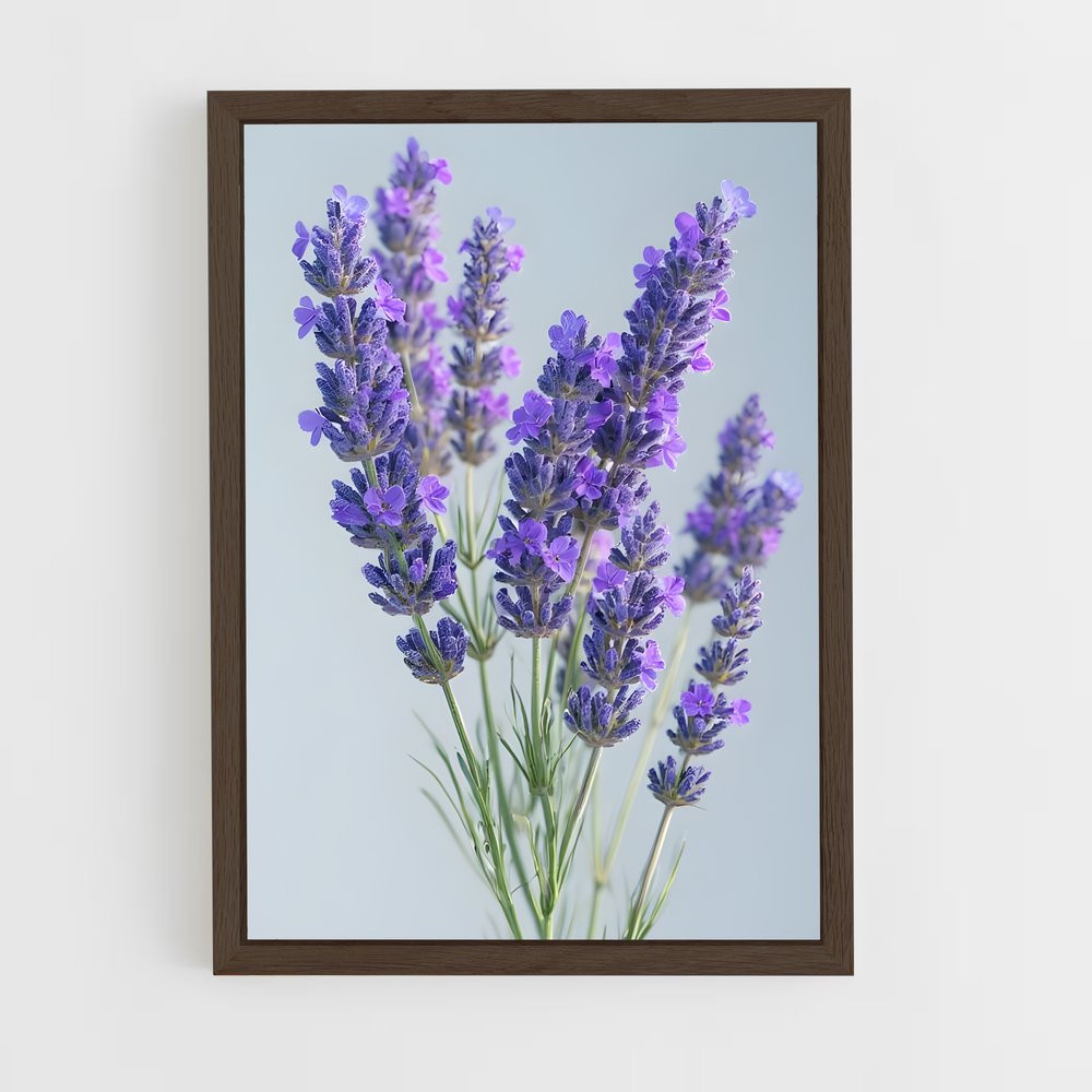 ap-lavender-15 cadre Bois foncé