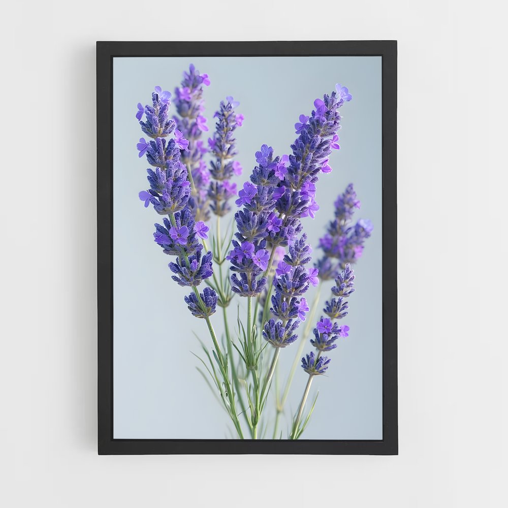 ap-lavender-15 cadre Noir