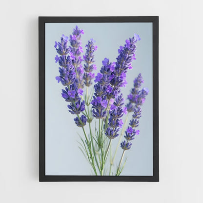 ap-lavender-15 cadre Noir