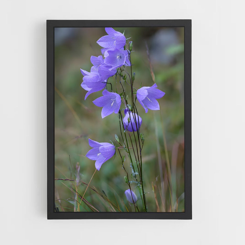 ap-lavender-17 cadre Noir