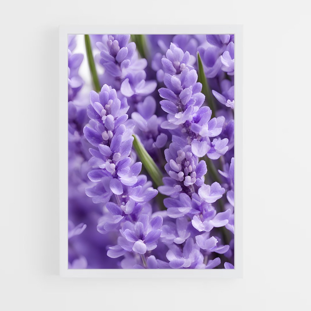 ap-lavender-2 cadre Blanc
