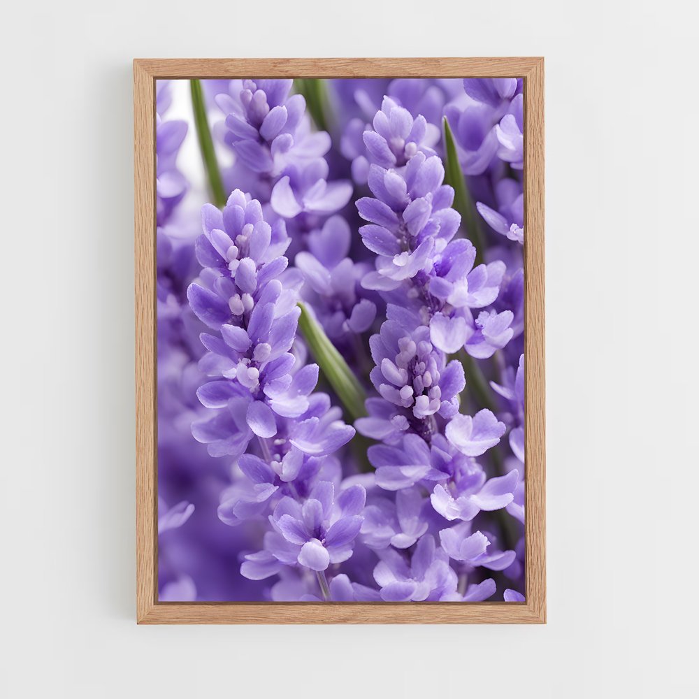ap-lavender-2 cadre Bois clair