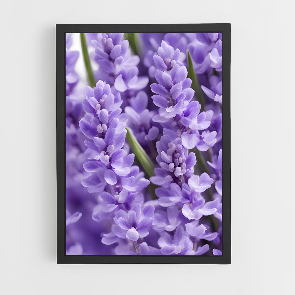 ap-lavender-2 cadre Noir