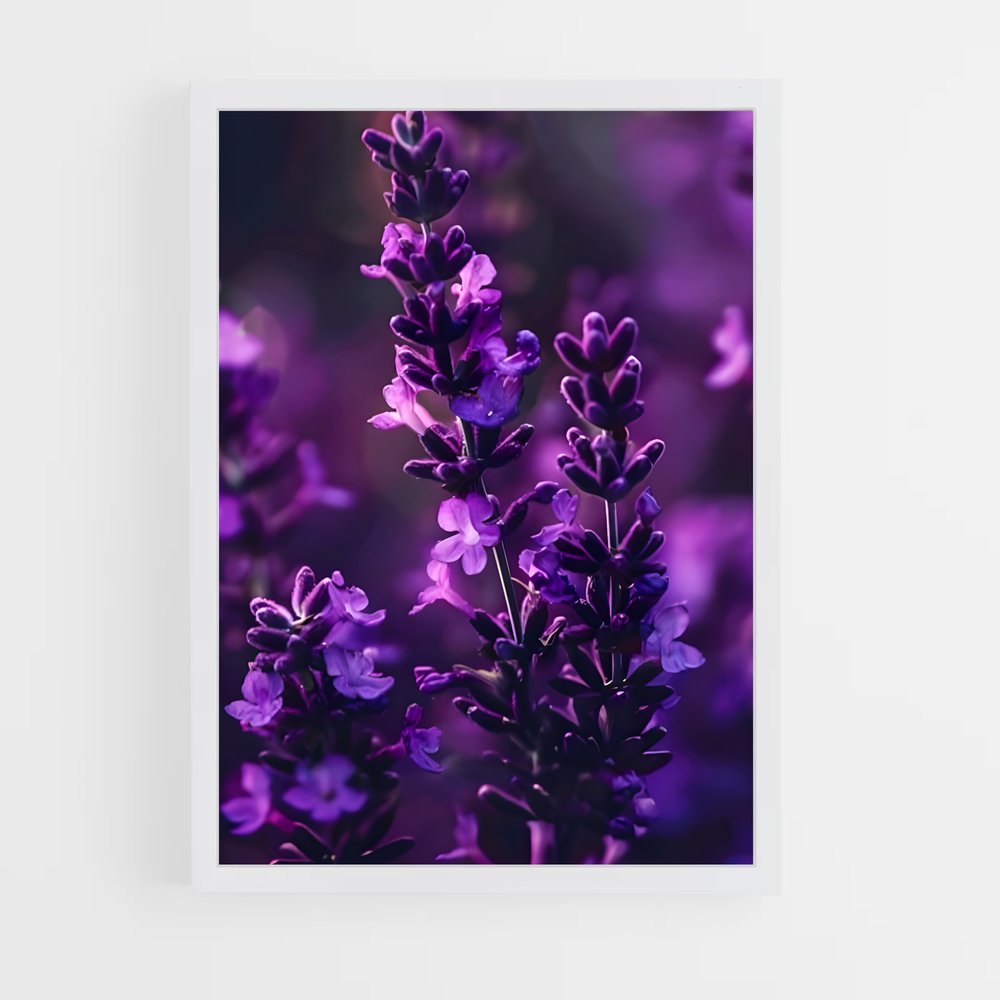 ap-lavender-4 cadre Blanc