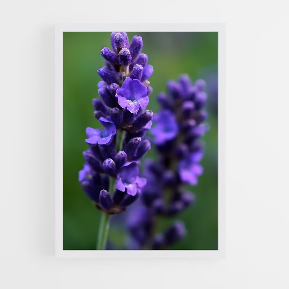 ap-lavender-5 cadre Blanc