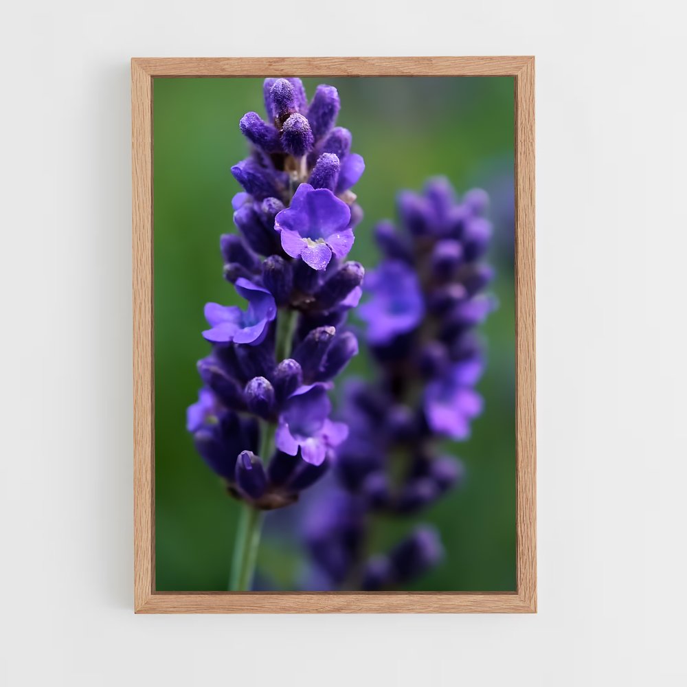 ap-lavender-5 cadre Bois clair