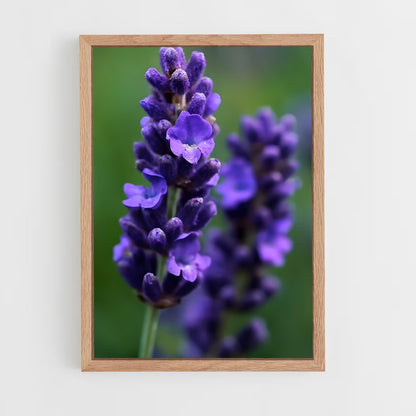 ap-lavender-5 cadre Bois clair