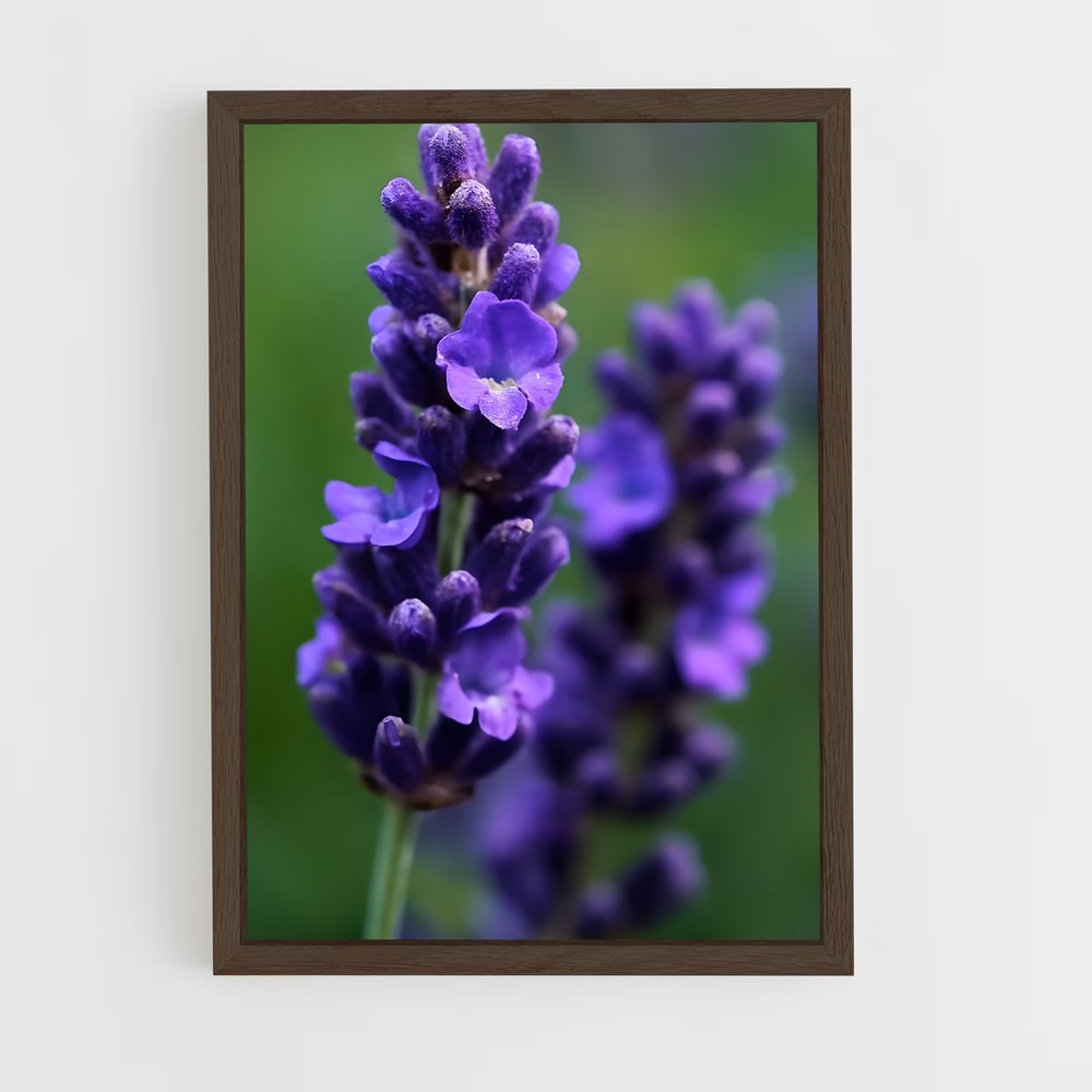 ap-lavender-5 cadre Bois foncé