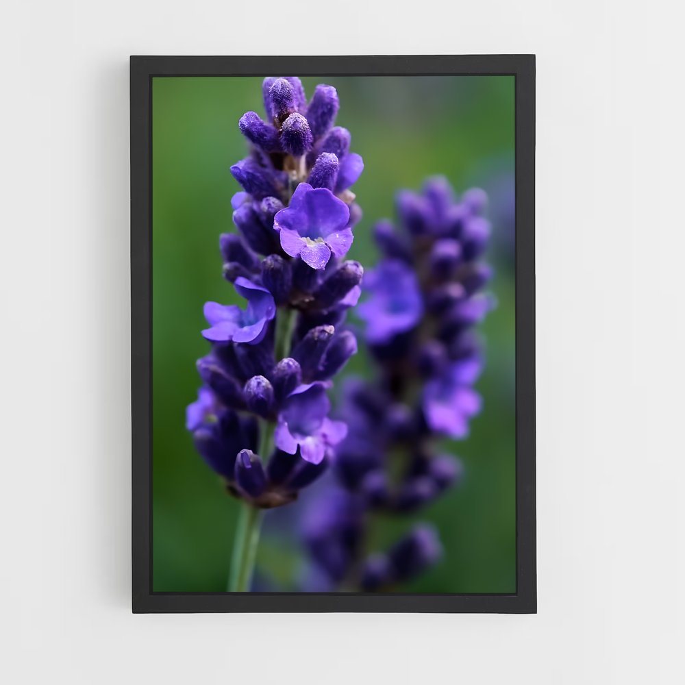 ap-lavender-5 cadre Noir