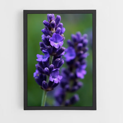 ap-lavender-5 cadre Noir
