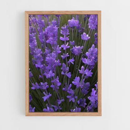 ap-lavender-6 cadre Bois clair