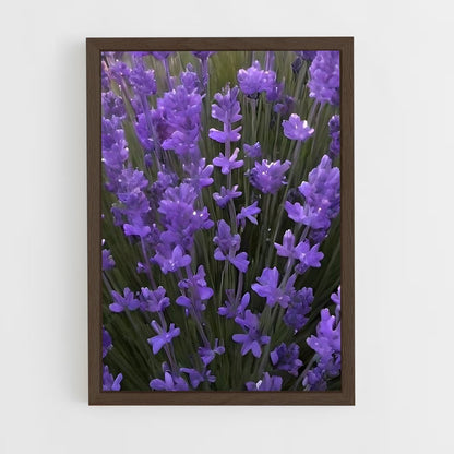 ap-lavender-6 cadre Bois foncé