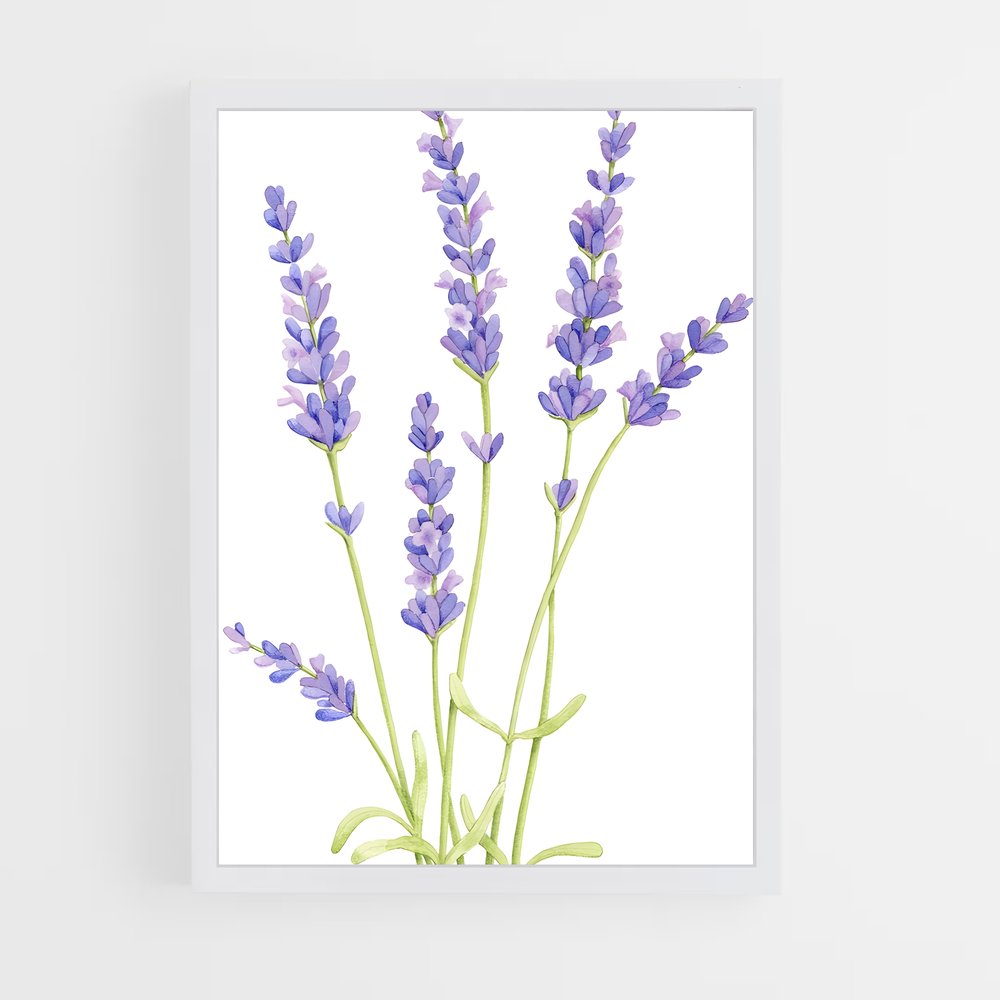 ap-lavender-7 cadre Blanc