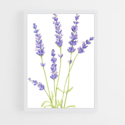 ap-lavender-7 cadre Blanc