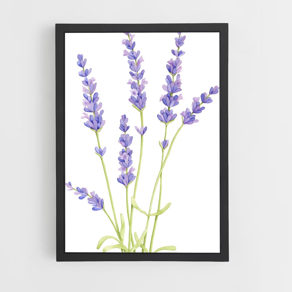 ap-lavender-7 cadre Noir