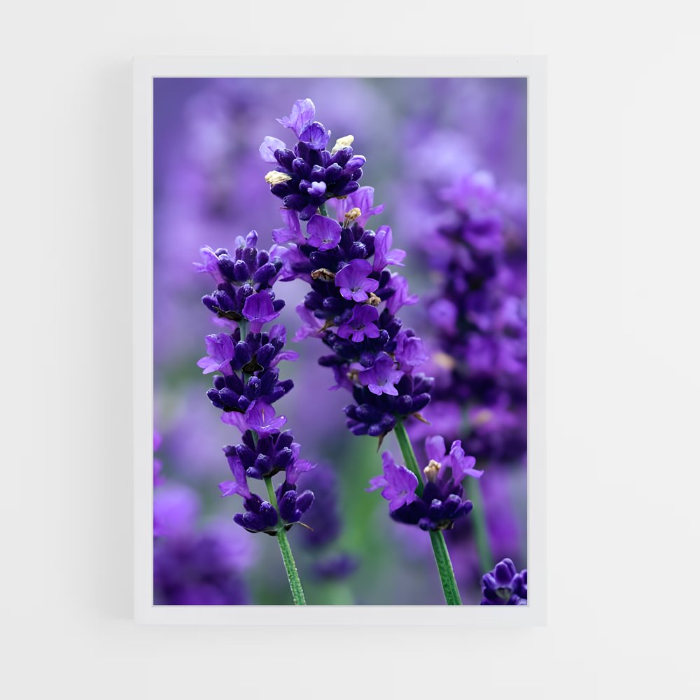 ap-lavender-9 cadre Blanc