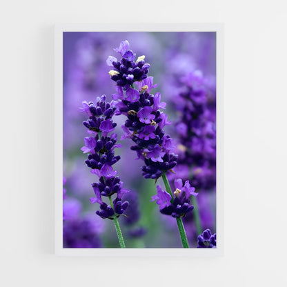 ap-lavender-9 cadre Blanc