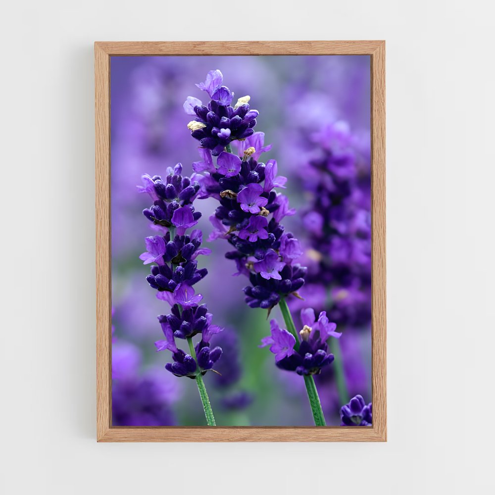 ap-lavender-9 cadre Bois clair