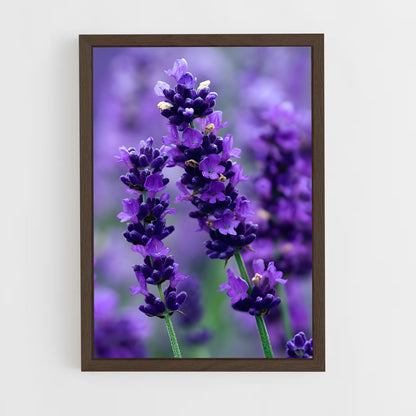 ap-lavender-9 cadre Bois foncé