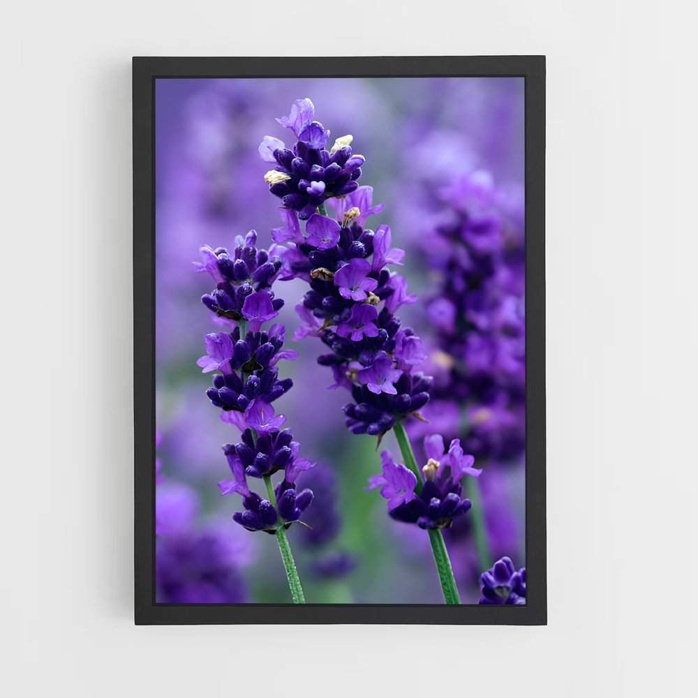ap-lavender-9 cadre Noir