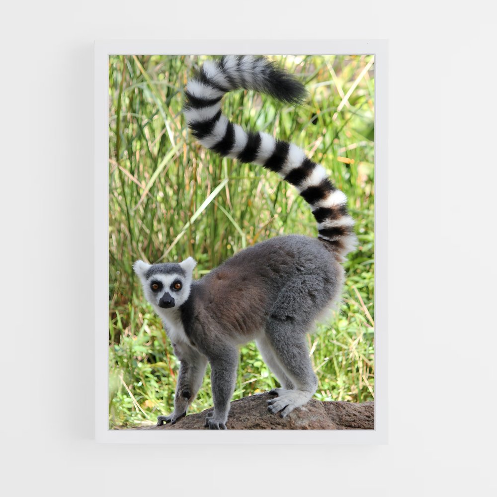 ap-lemur-6 cadre Blanc