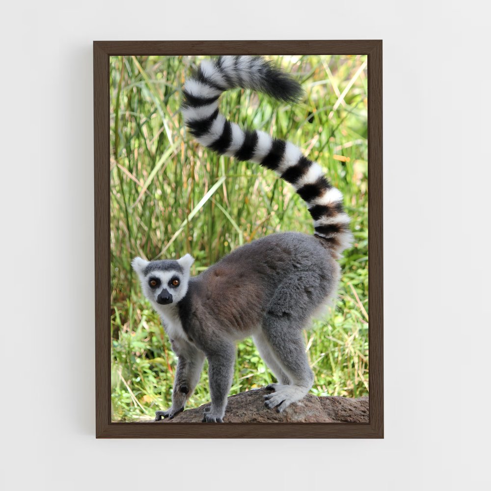 ap-lemur-6 cadre Bois foncé
