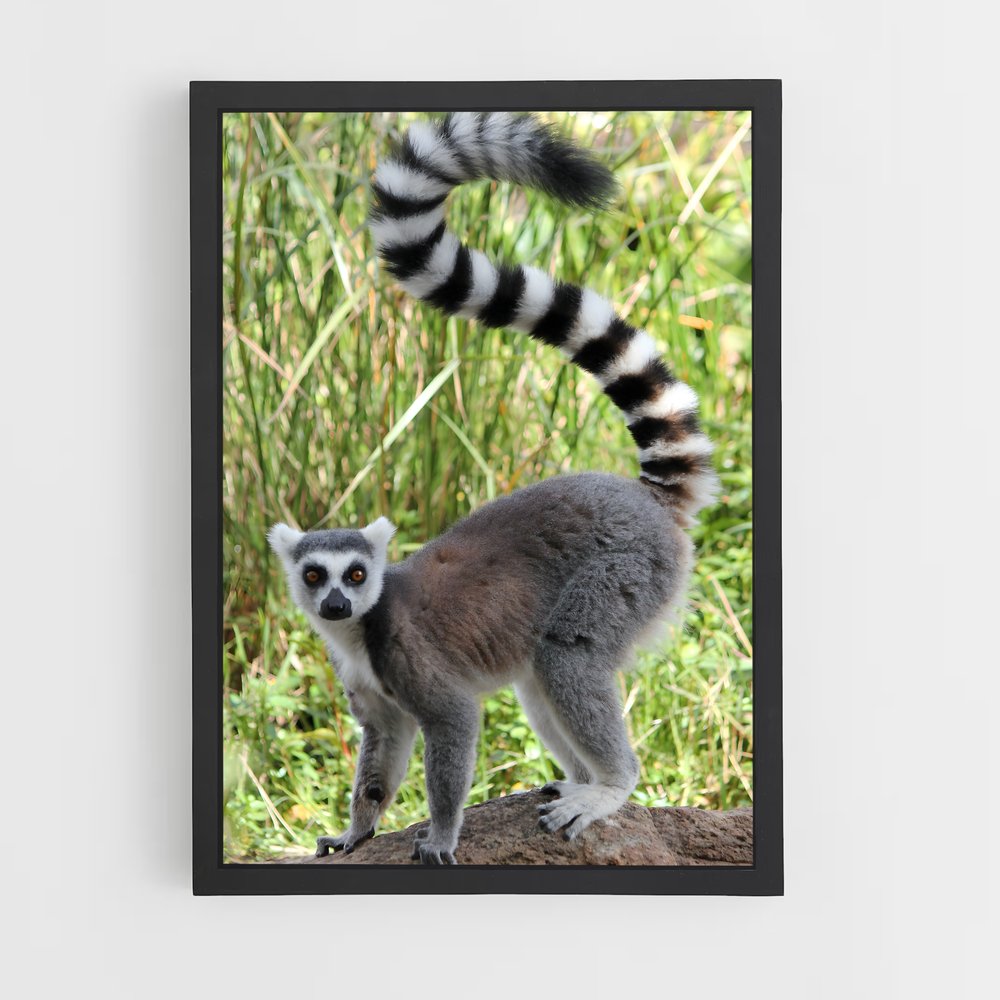 ap-lemur-6 cadre Noir