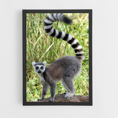 ap-lemur-6 cadre Noir