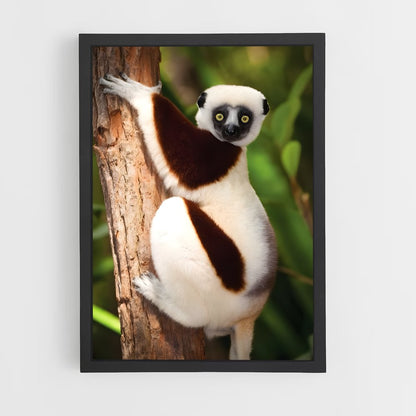 ap-lemur-9 cadre Noir